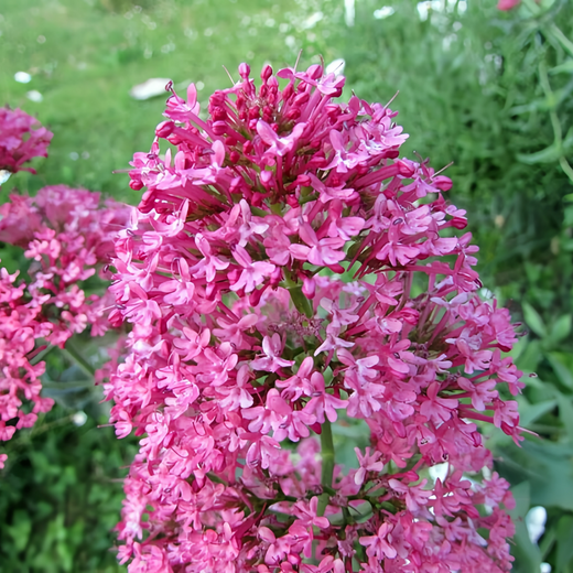 Cornflower Seeds - Pink