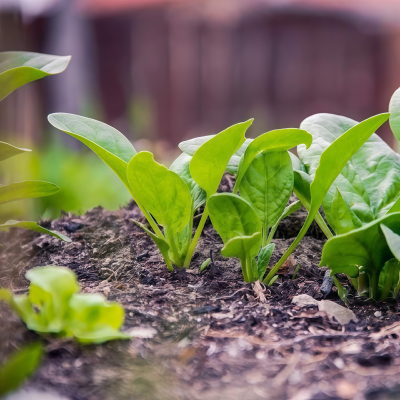 Spinach Seeds