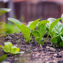 Spinach Seeds
