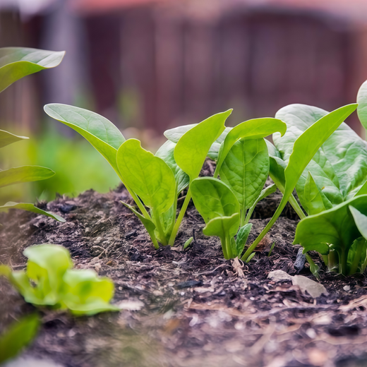 Spinach Seeds