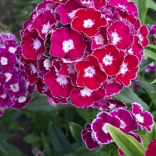 Mix Dianthus Seeds