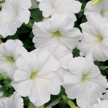 White Petunia Seeds