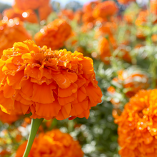 Tangerine African Marigold Seeds
