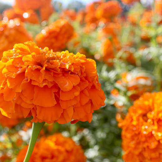 Tangerine African Marigold Seeds
