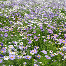 Swan River Daisy Seeds - Mix