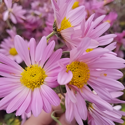 Pink Chrysanthemum Seeds