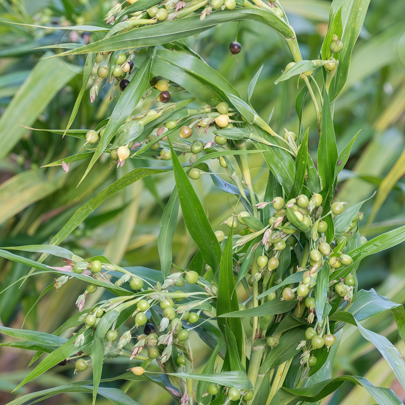 Job's Tears Seeds
