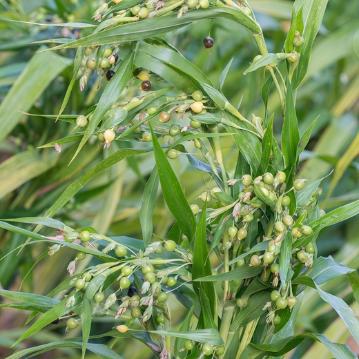 Job's Tears Seeds