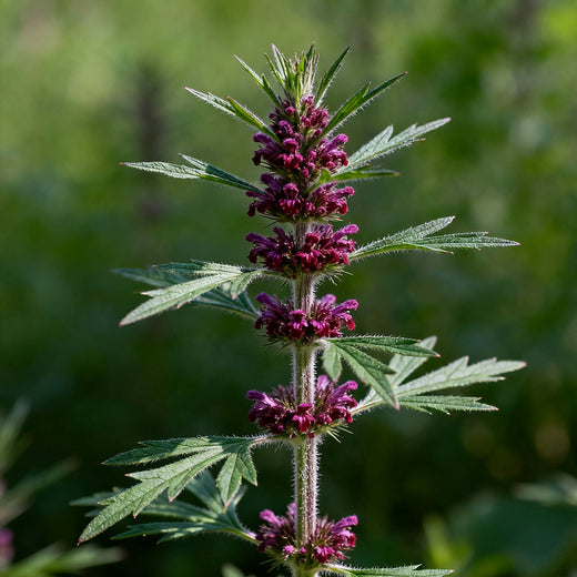 Chinese Motherwort Seeds - Purplish Red
