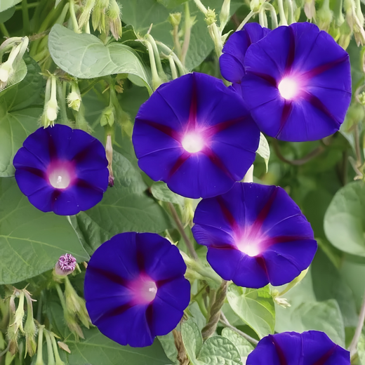 Blue Morning Glory Seeds