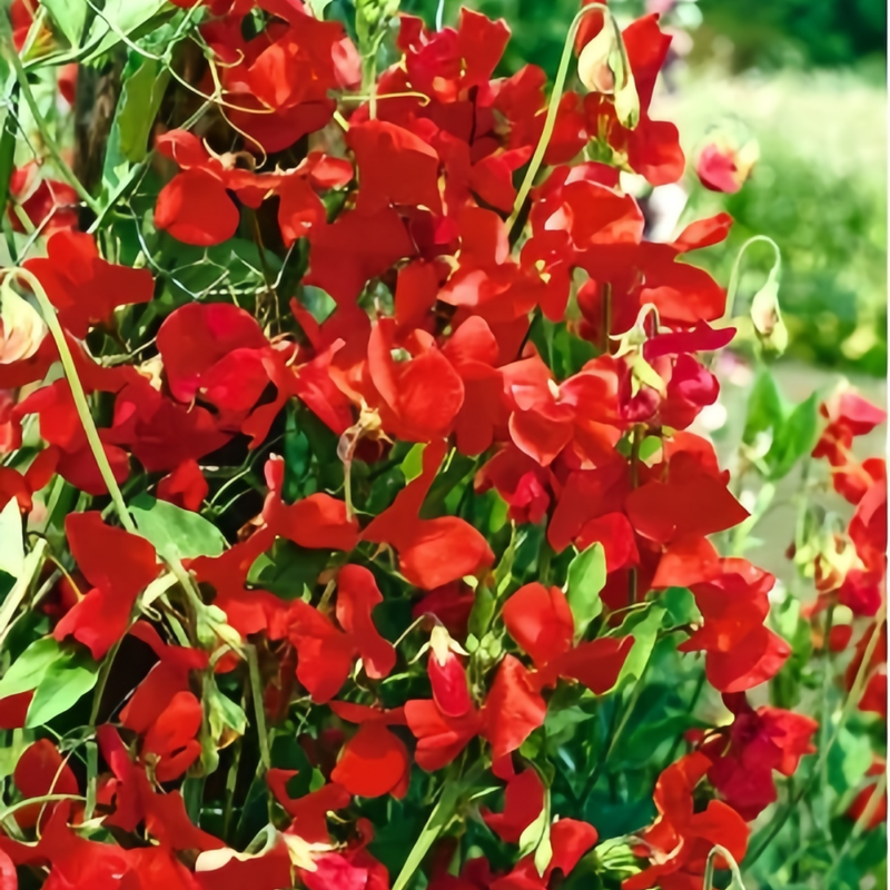 Red Sweet Pea Seeds