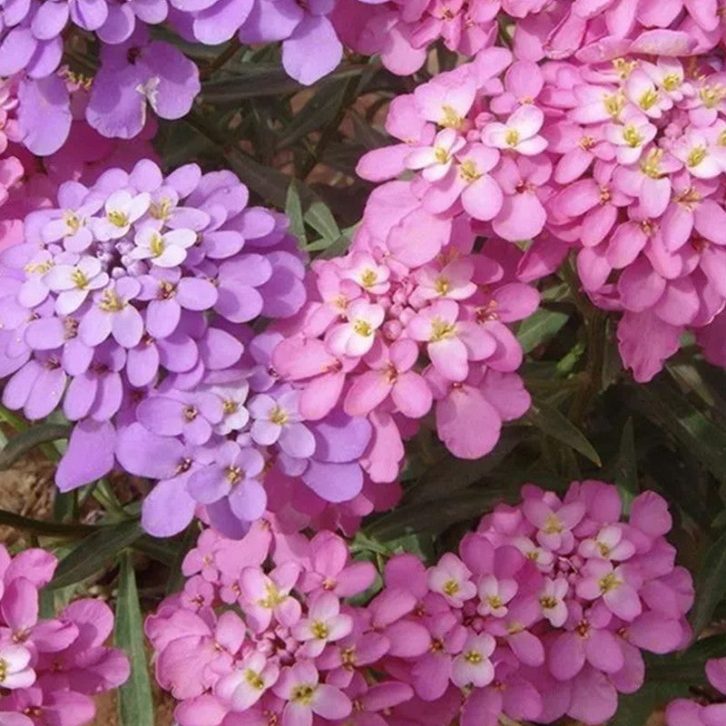 Candytuft Seeds - Mix