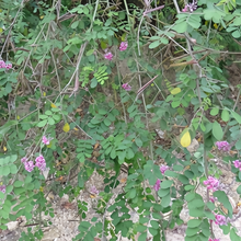 Indigofera Amblyantha Seeds