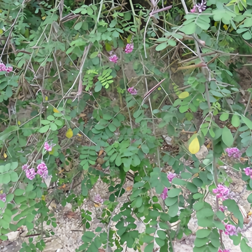 Indigofera Amblyantha Seeds