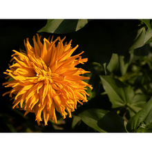 Orange Zinnia Seeds