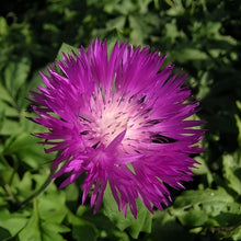 Cornflower Seeds - Purplish Red