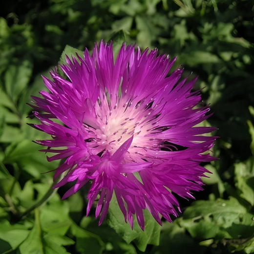 Cornflower Seeds - Purplish Red