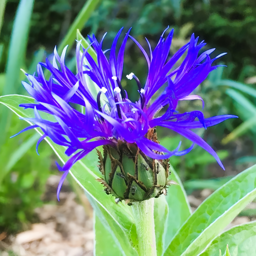 Cornflower Seeds - Blue
