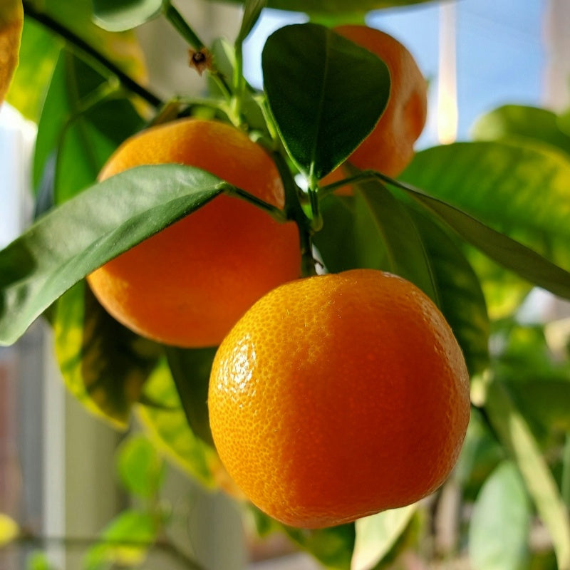 Mandarin Orange Seeds