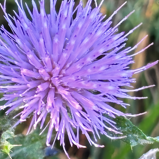 Blue Thistle Seeds