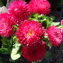 Red English Daisy Seeds