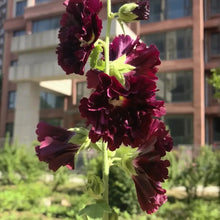 Hollyhock Dark Purple Seeds