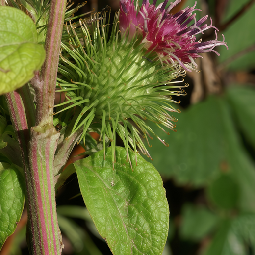 Great Burdock Seeds