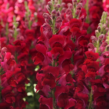 Siberian Wallflower Seeds - Dark Red