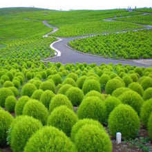 Kochia Seeds - Green