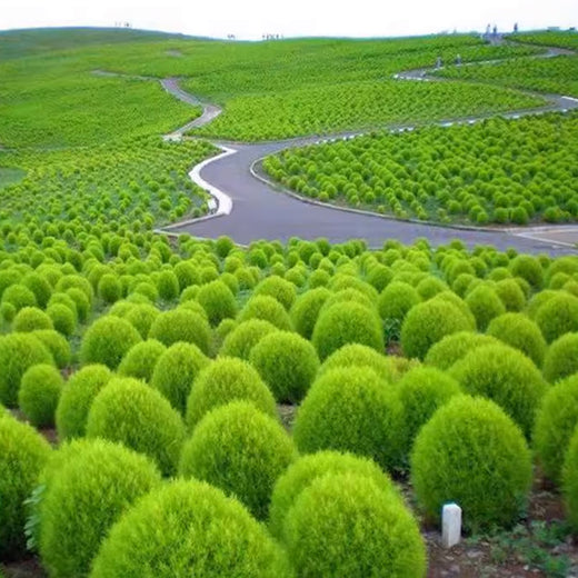 Kochia Seeds - Green