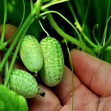 Mouse Melon Seeds