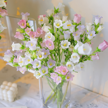 Mix Bellflower Seeds