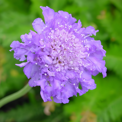 Scabiosa Seeds - Blue