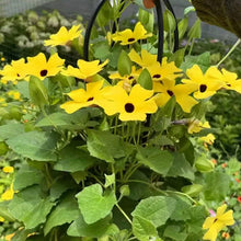Black Eyed Susan Vine Seeds Yellow Black Butterfly Spot