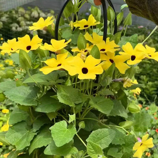 Black Eyed Susan Vine Seeds Yellow Black Butterfly Spot
