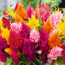 Mix Celosia Seeds