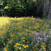 Cold Resistant Tall Wildflower Mix