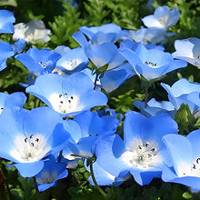 Statice Seeds - Blue White Heart
