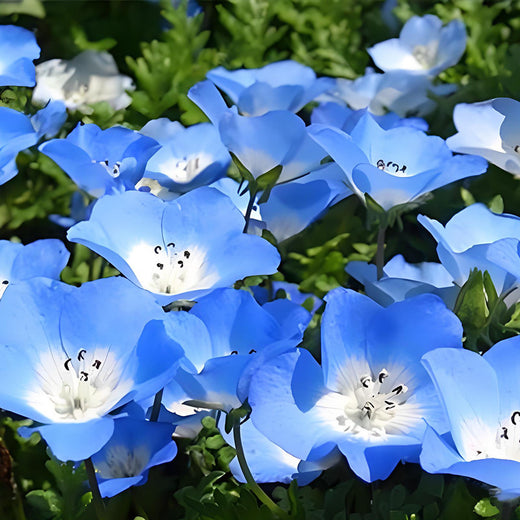 Statice Seeds - Blue White Heart