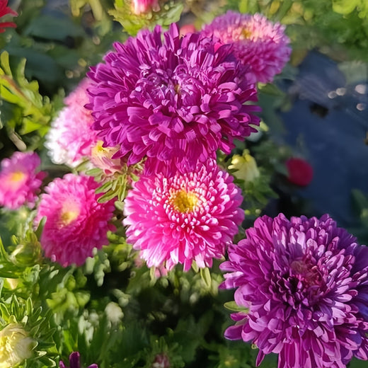 China Aster Seeds - Rose