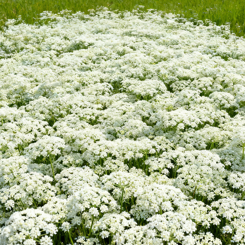 White Bishop's Flower Seeds