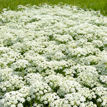 White Bishop's Flower Seeds