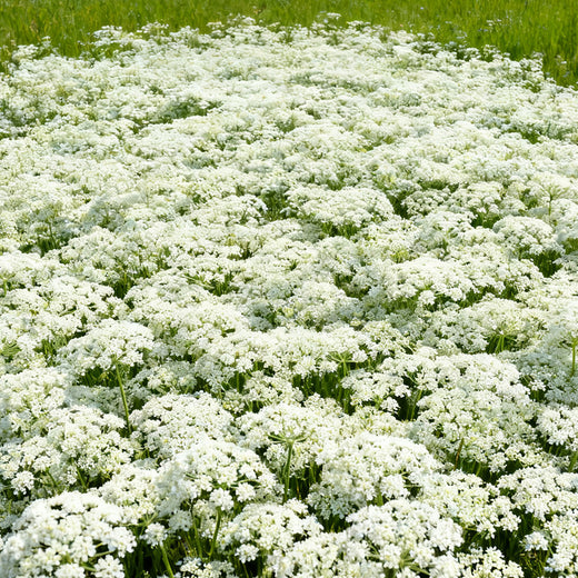 White Bishop's Flower Seeds