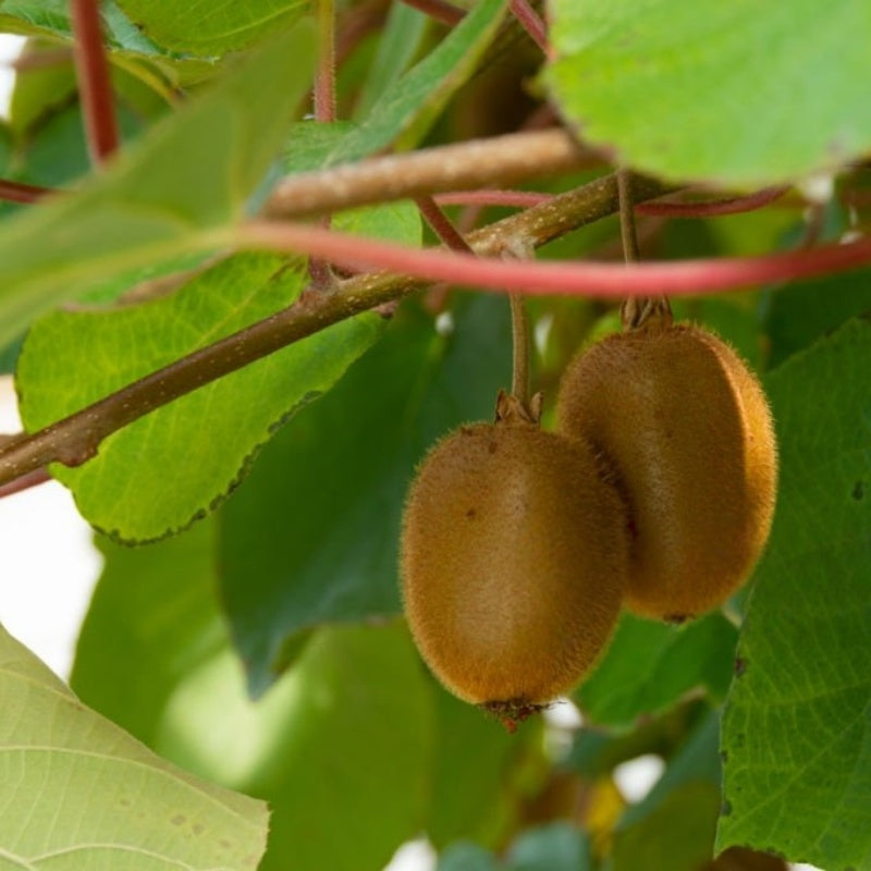 Kiwi Seeds up to 50%
