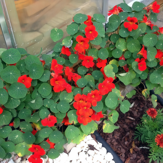 Nasturtium Seeds Purplish Red
