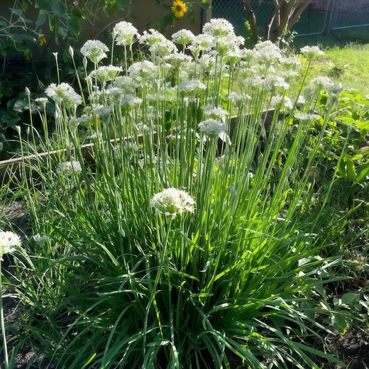 White Ornamental Allium Seeds