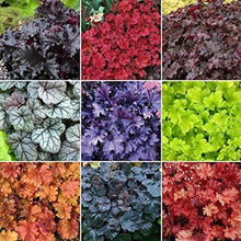 Heuchera Micrantha Flower Planting Mixed Seeds