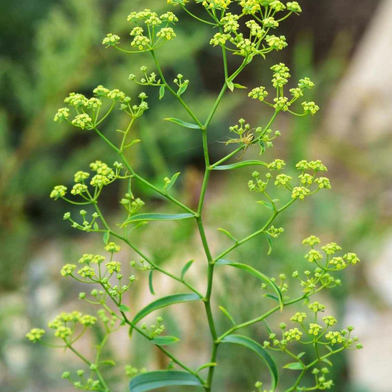 Bupleurum Seeds