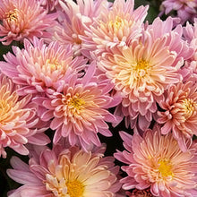 Candy Chrysanthemum Seeds