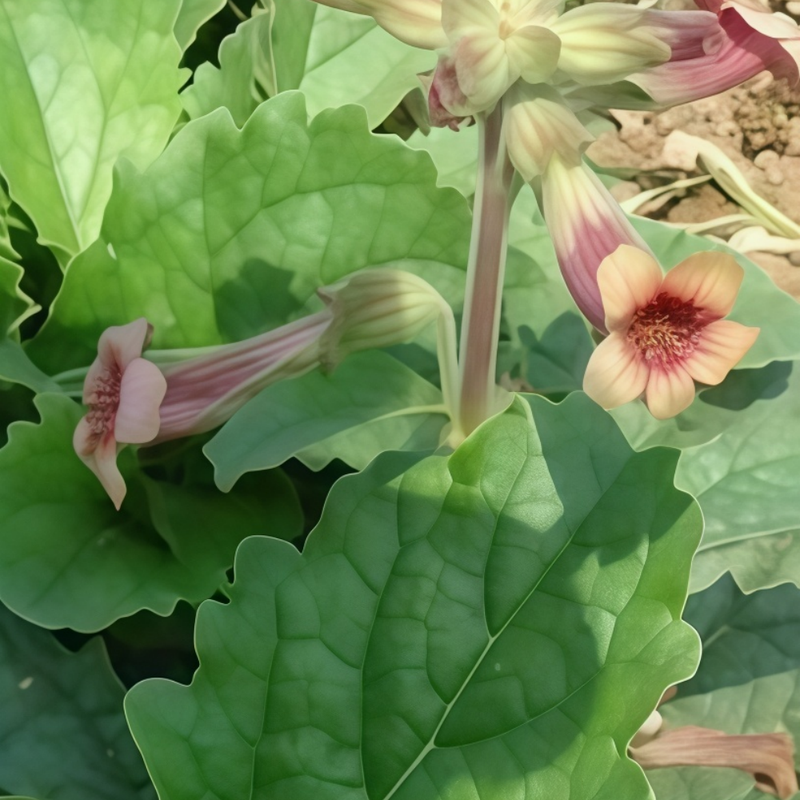Rehmannia Seeds